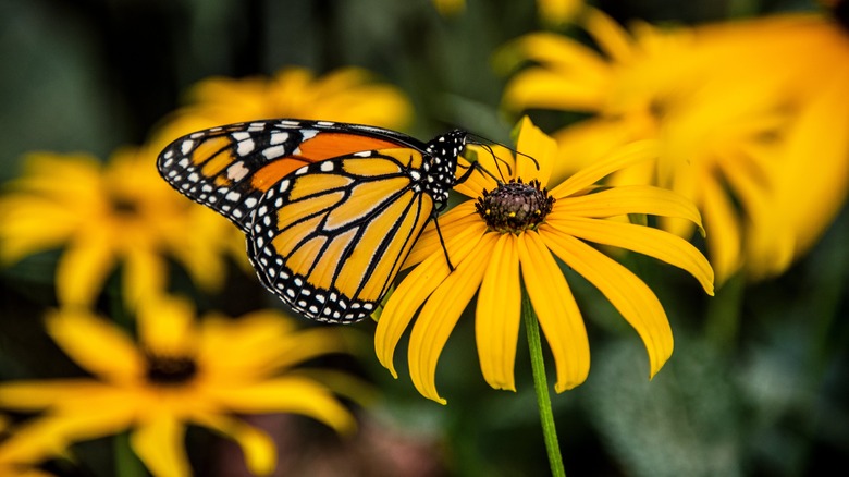 Monarch butterfly on black-eyed Susan