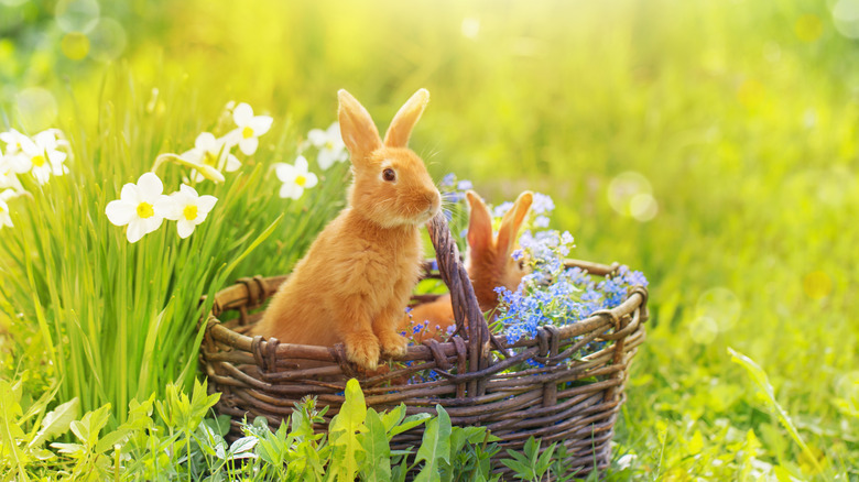 Bunnies in garden in basket