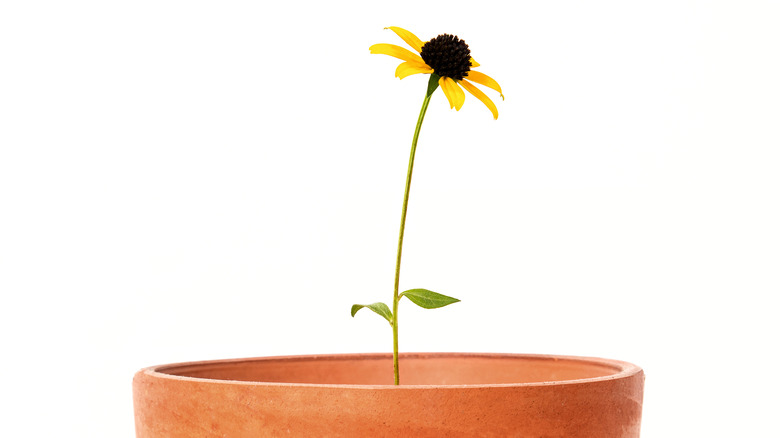 Potted black-eyed Susan seedling