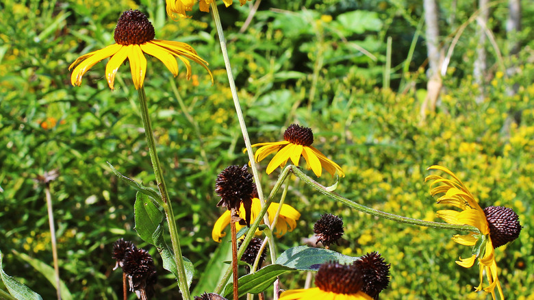 Tall flowers falling over