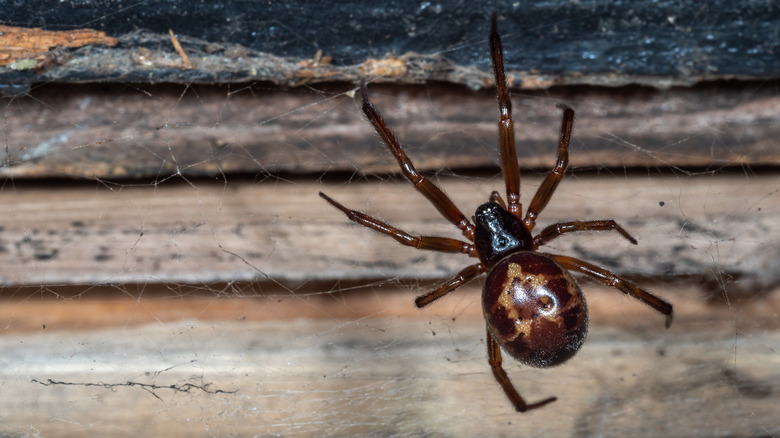 brown widow spider