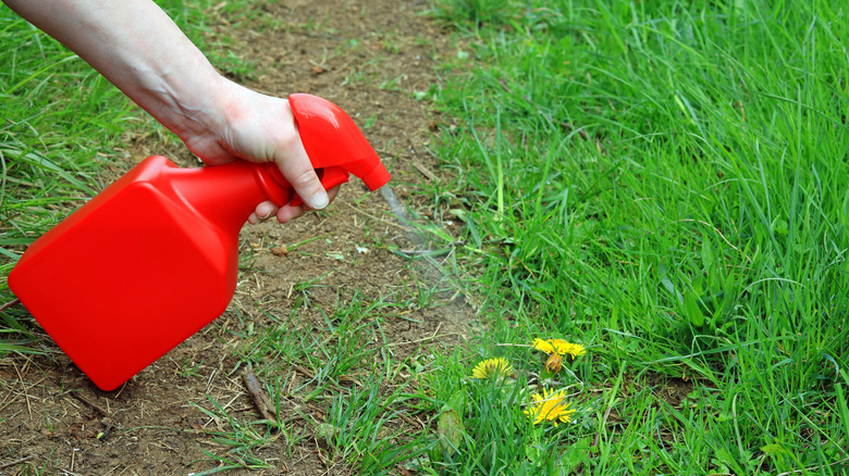 Hand sprays weeds with unmarked spray bottle