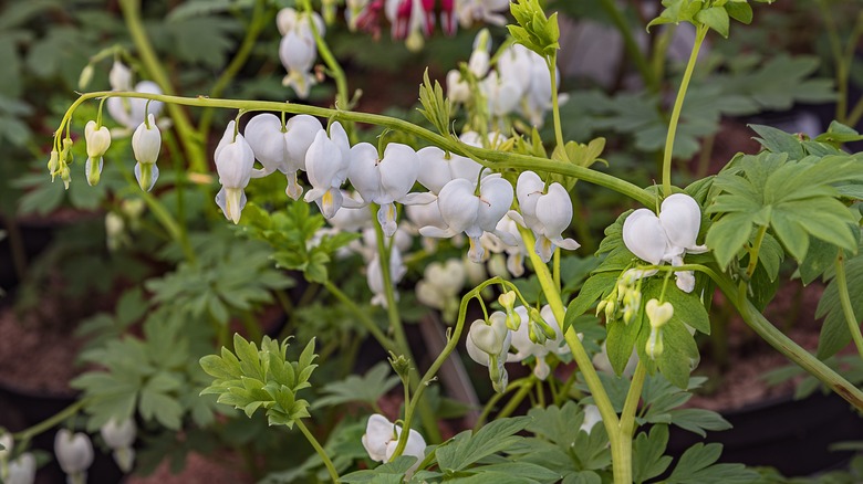 pink bleeding heart flowers