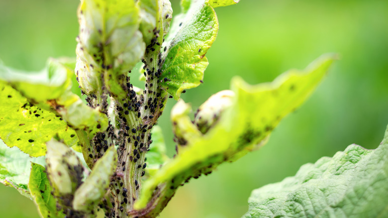 Tiny aphids on leaves