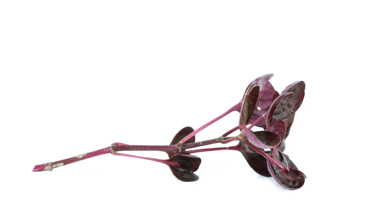 Iresine herbstii bloodleaf plant stem