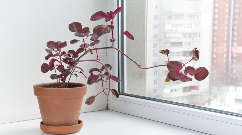 Potted bloodleaf plant on windowsill