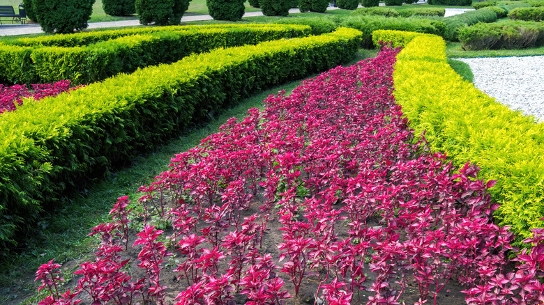 Landscape design with bloodleaf plants