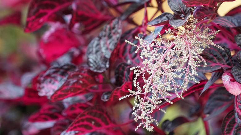 Close up of bloodleaf plant flower