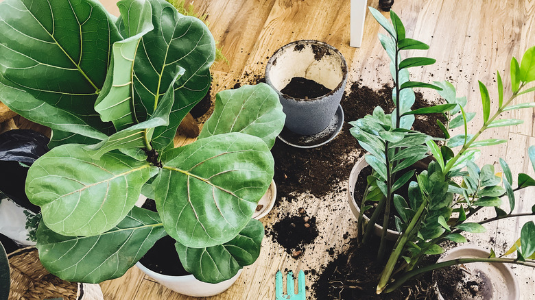 Fiddle leaf fig repotting