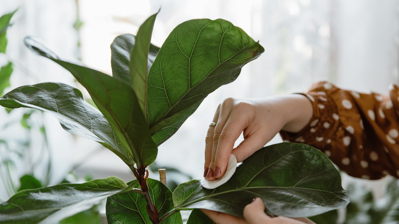 Cleaning a ficus lyrata