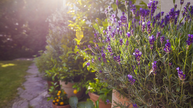 Lavender sits in terracotta pots as the sun shines