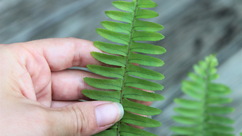 Hand holding fern frond