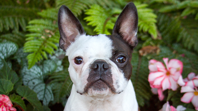 Dog sitting in front of ferns