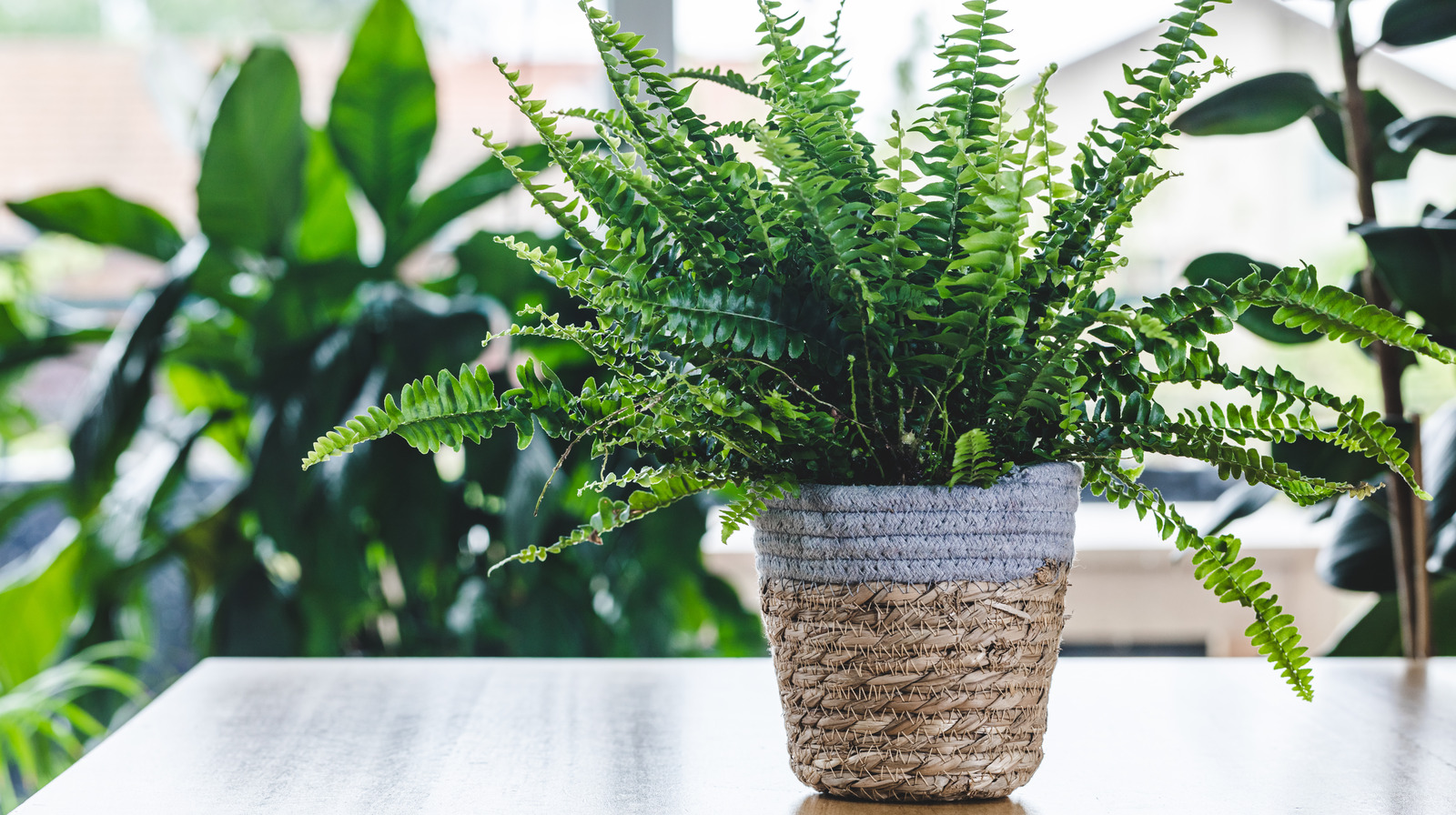 Boston Ferns Everything You Should Know Before Planting