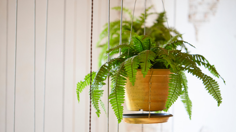 Hanging Boston fern