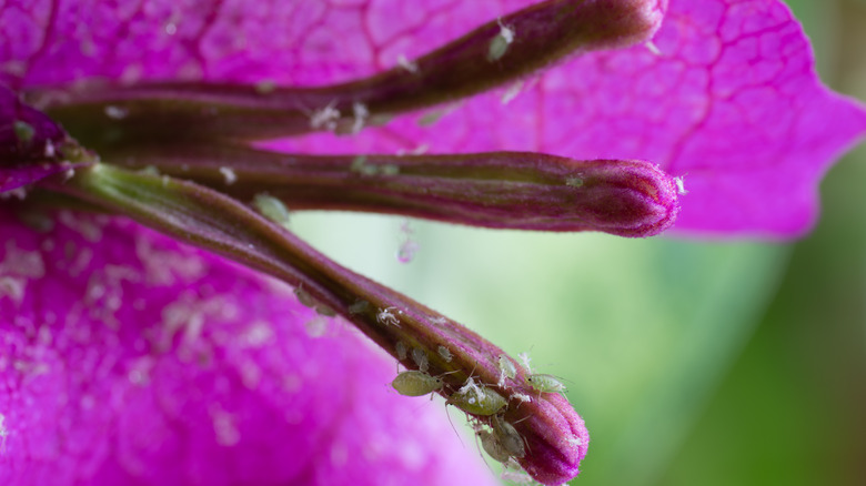 Green aphids eating bougainvillea flower