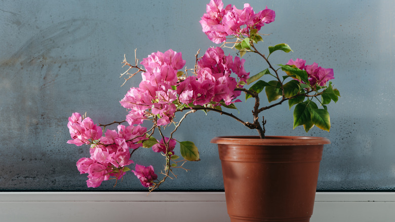 Potted bougainvillea