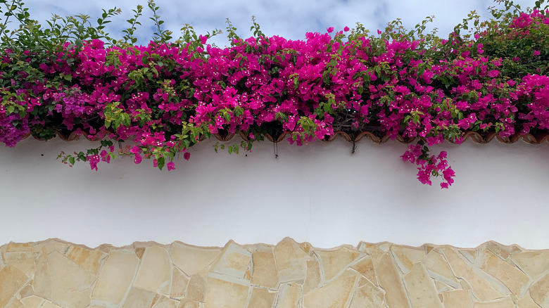 Bougainvillea growing along a wall