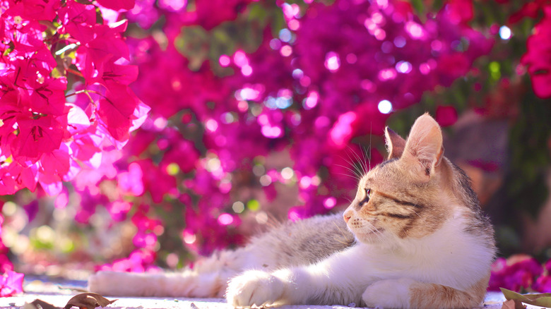 Cat resting underneath bougainvillea