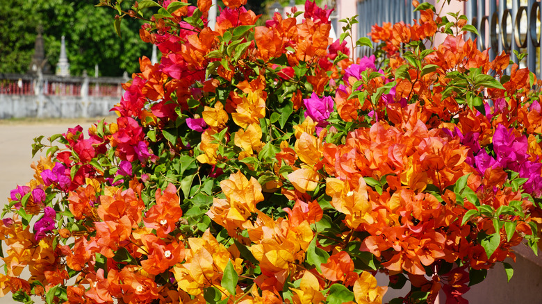 Different varieties of bougainvillea in bloom