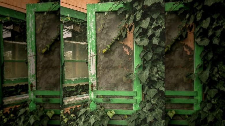 Vines growing up old screen door