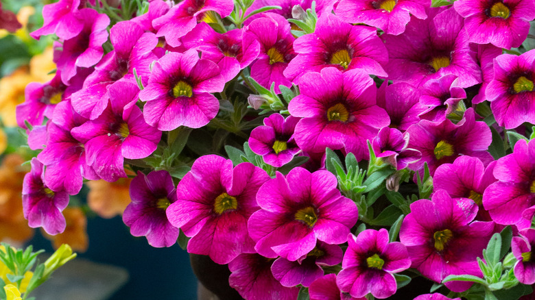 Magenta petunias