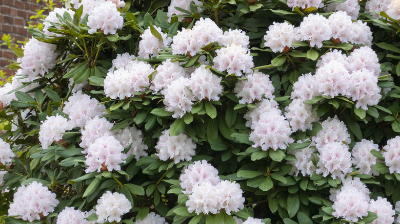 rhododendron bush outside a house