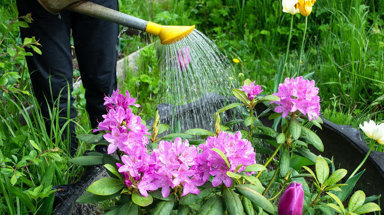 person watering rhododendron plant