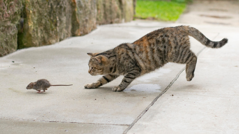 Grey cat chasing a mouse