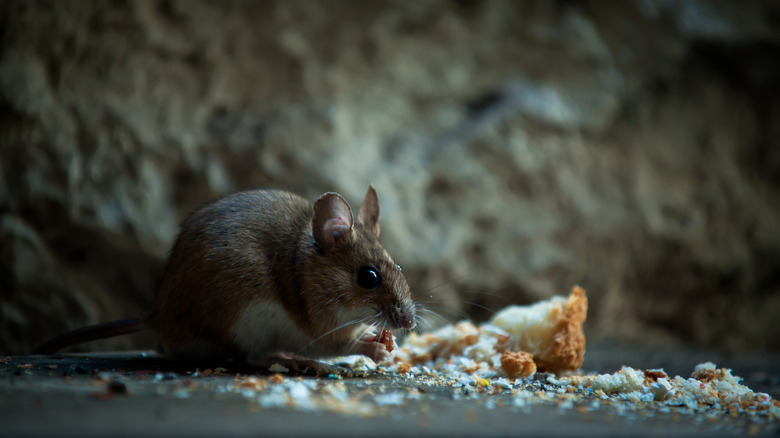 Mouse eating small crumbs