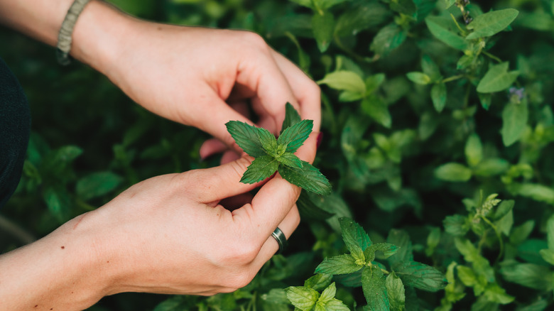 Close-up of hands with mint plants