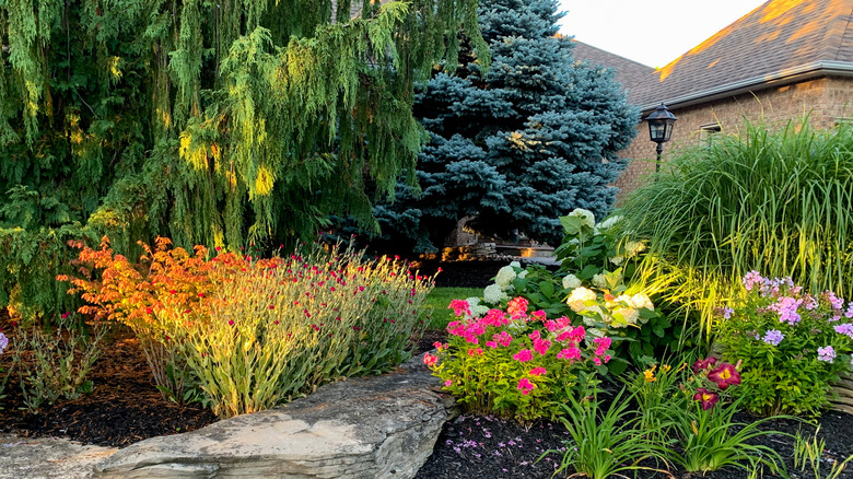 tall flowers with bushy greenery