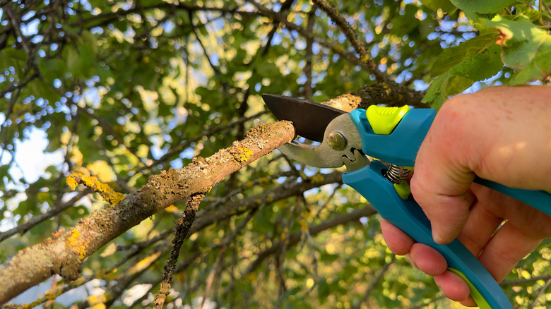 Hand trimming tree branches