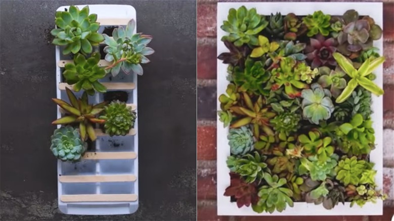 succulents planted in ice trays