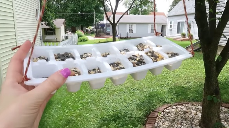 bird seeds in hanging ice cube tray