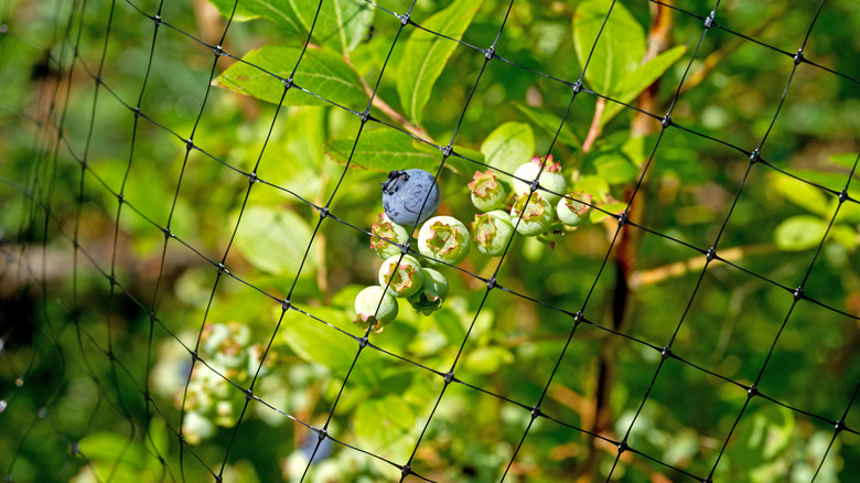 berries covered with plastic net
