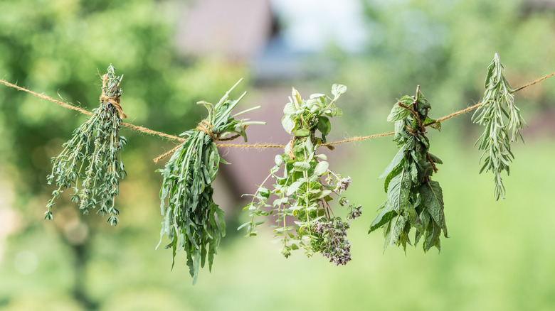 herbs hanging to dry