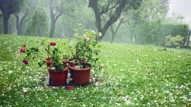 Potted plants in rainstorm