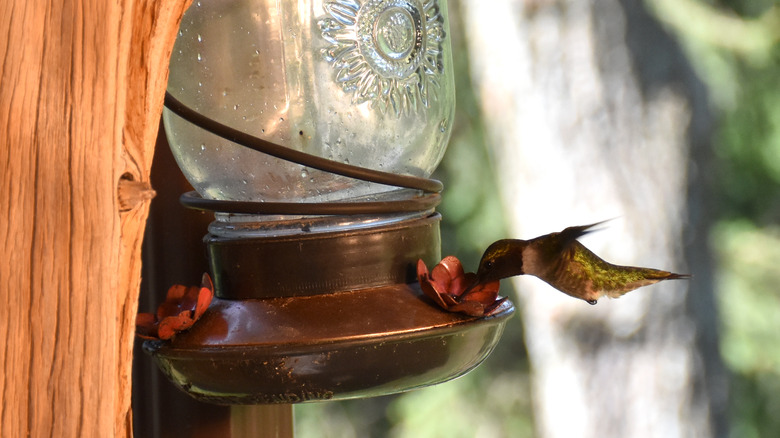 Hummingbird drinking at mason jar feeder