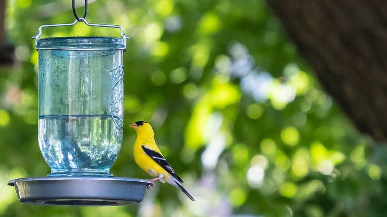 Bird by mason jar water-feeder