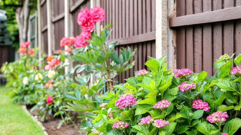 Flowers planted in garden bed along fence