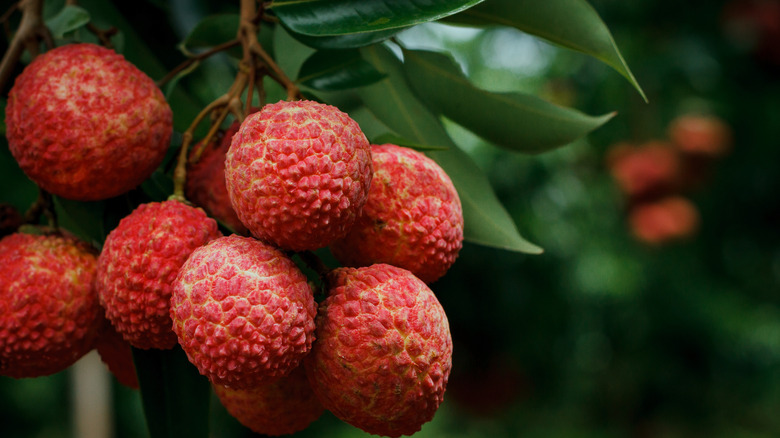 closeup of lychee fruits