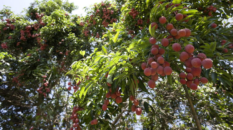 close-up of lychee trees growing in the sunshine