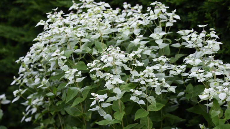 short-toothed mountain mint