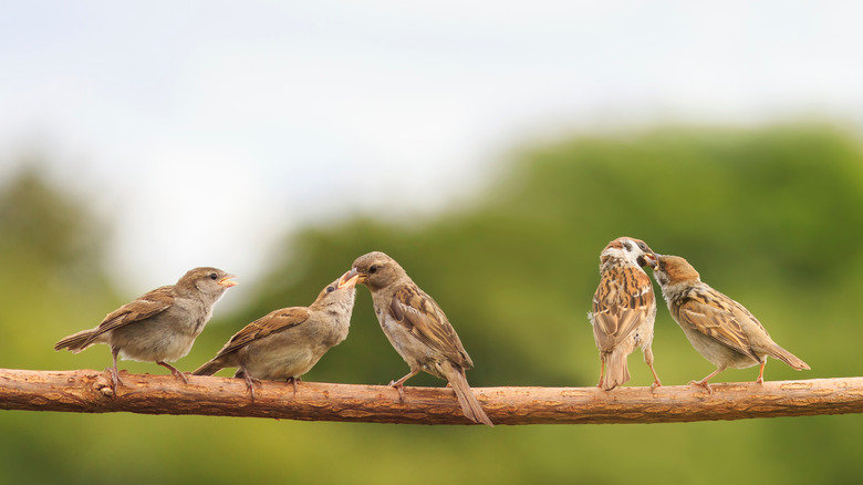 Family of sparrows on branch