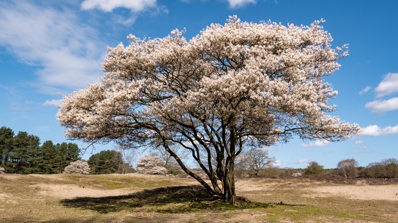 Serviceberry tree in bloom