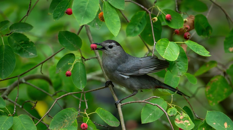 Bird eating juneberry