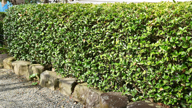 A nicely manicured Osmanthus x fortunei hedge