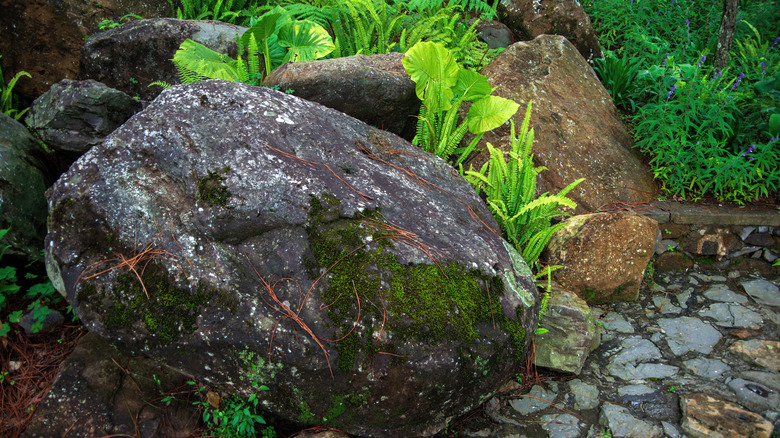 boulder with moss