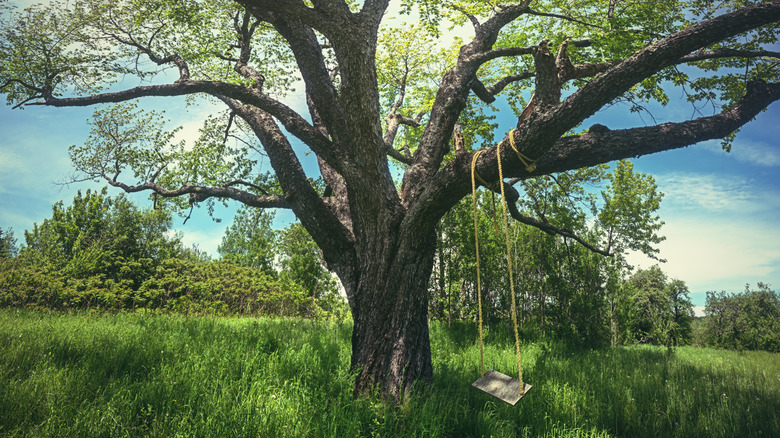 A swing hangs from a large tree